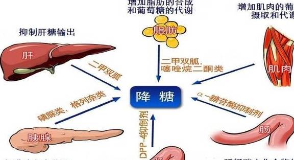 新药|这种“智能化降糖”的糖尿病新药，对心血管极为有利