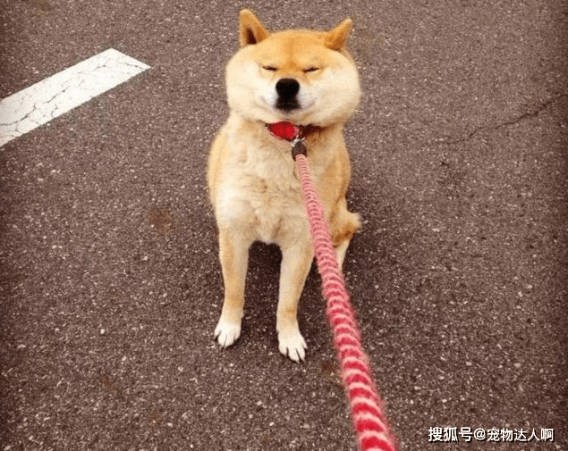 什么|你知道狗最讨厌什么吗？了解狗狗的行为，才能跟它做朋友！