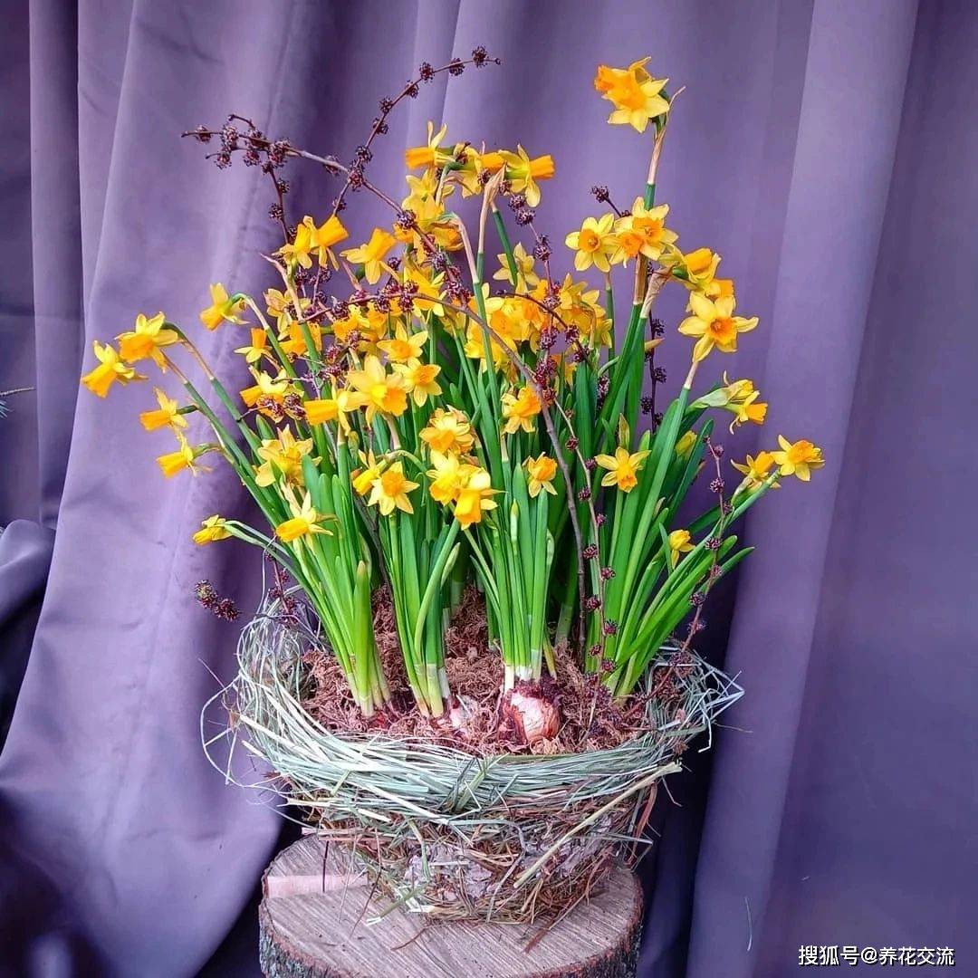 原创很适合在秋季栽种的6种球根花卉适合盆栽养护阳台养就能开花