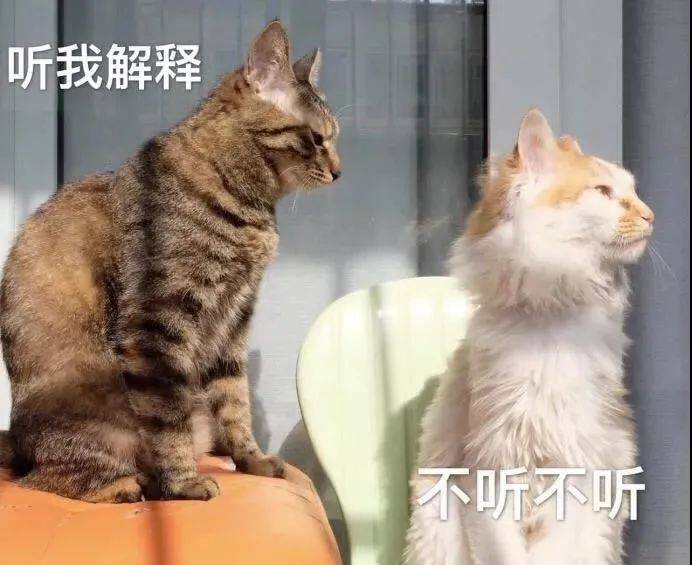 补充|猫咪喂食6大误区,家长早知道,猫咪少受罪!