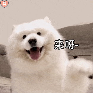 技能|上班族没时间照顾狗狗？狗狗也能上幼儿园啦