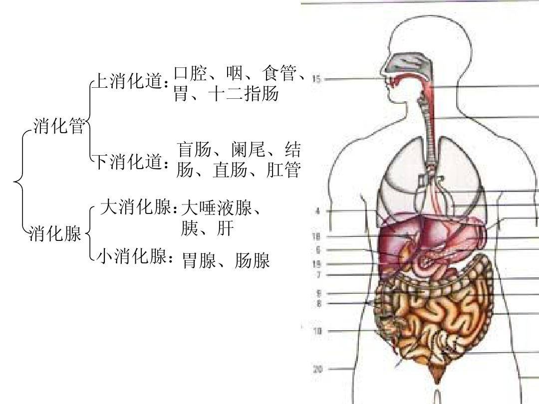 短肽对人体消化系统起了怎样的作用?