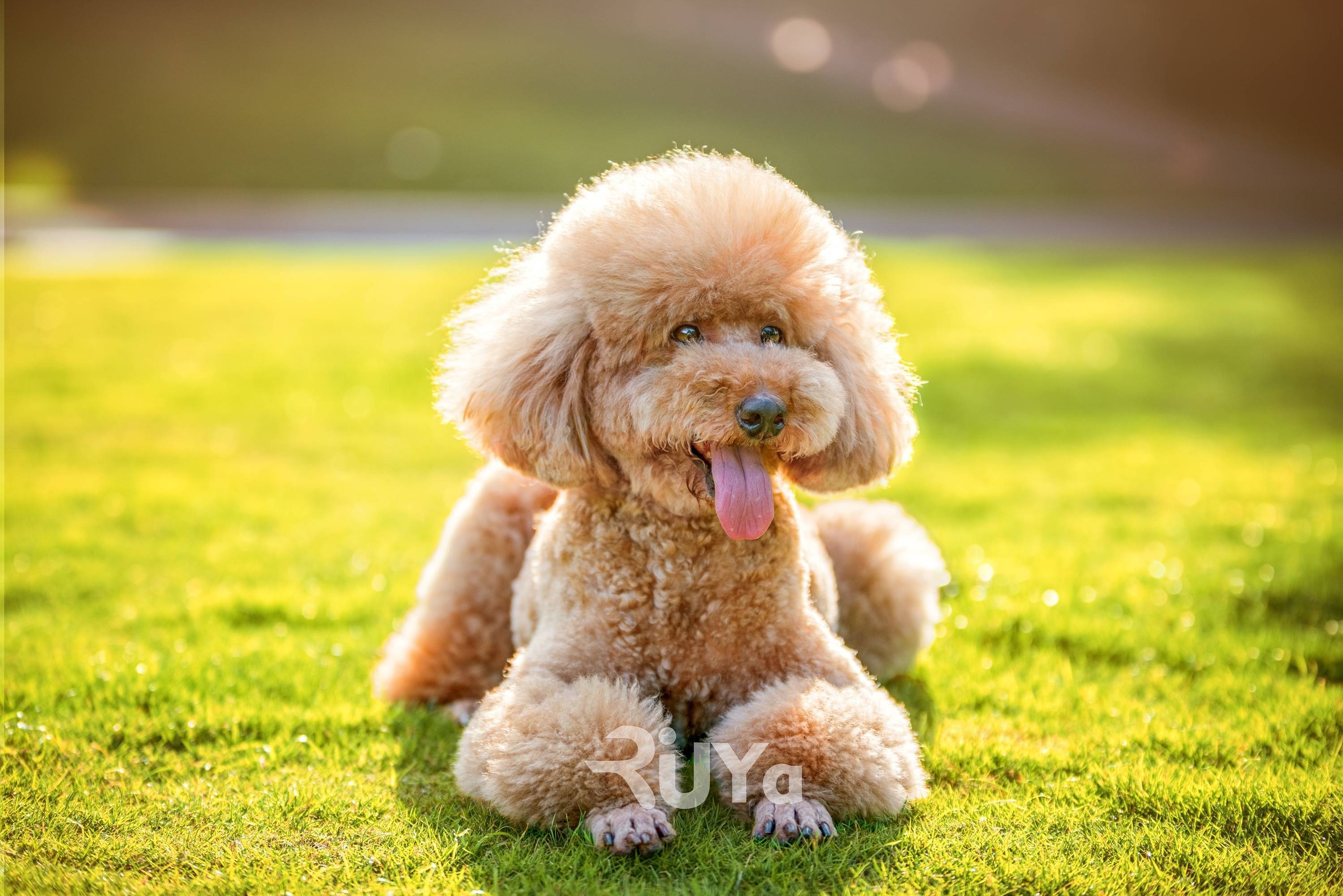 奖励|泰迪狗怎么训练?新手铲屎官必看