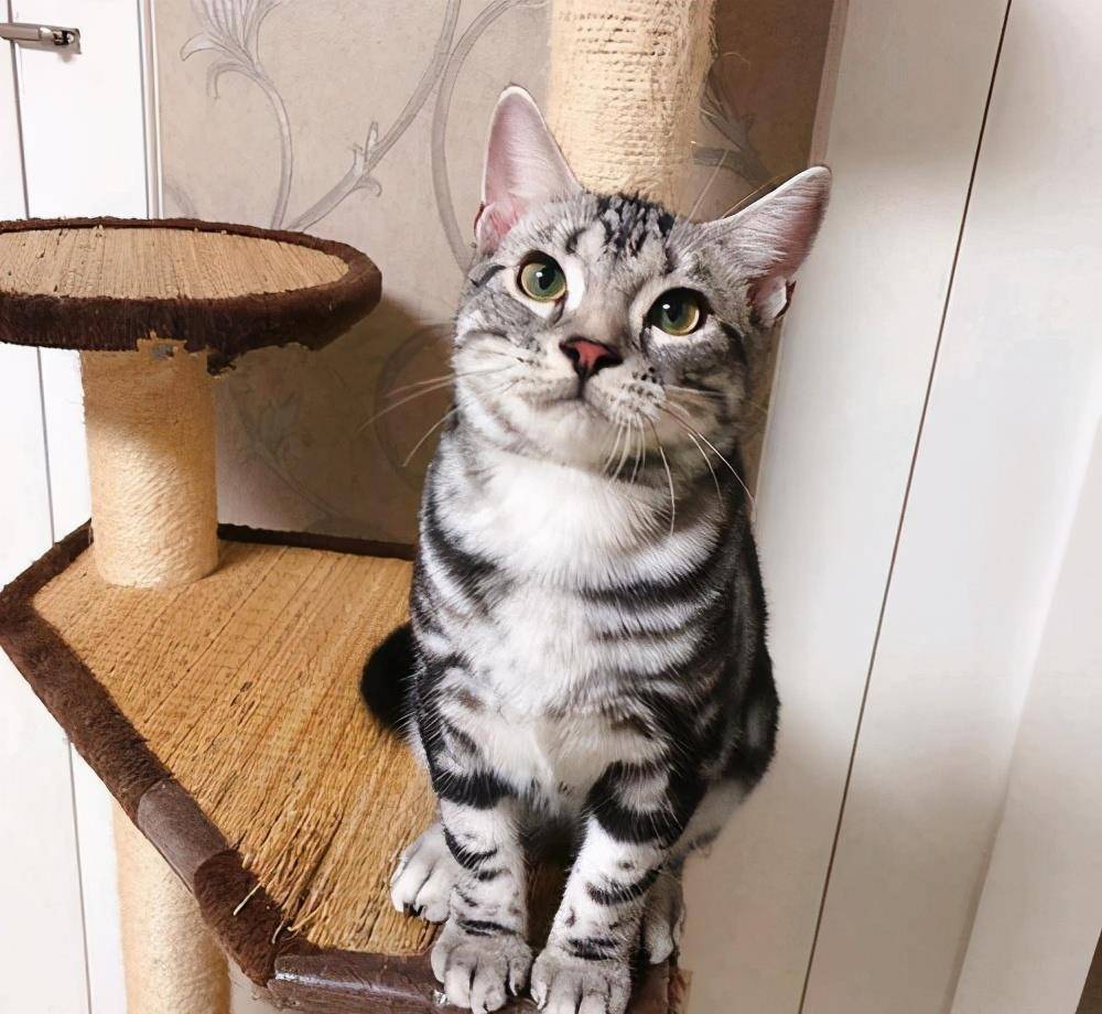 如何挑选幼猫性格 40a877b2a9c44fac8aa5b37e2a15e782.jpeg