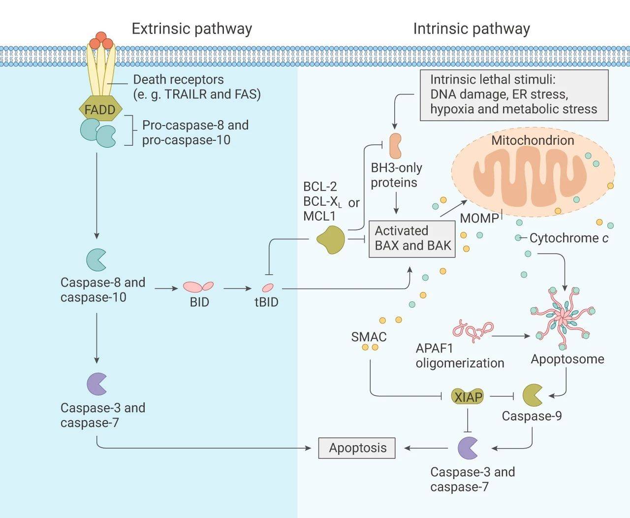 即都集中在 caspase 蛋白酶家族的激活上,最终会导致典型的凋亡特征