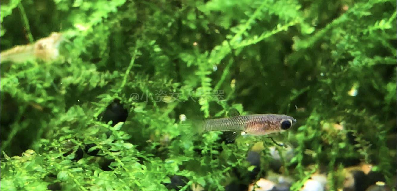 鱼多久喂食最好 514e4b5df77a4418a70b73ab32509c24.jpeg