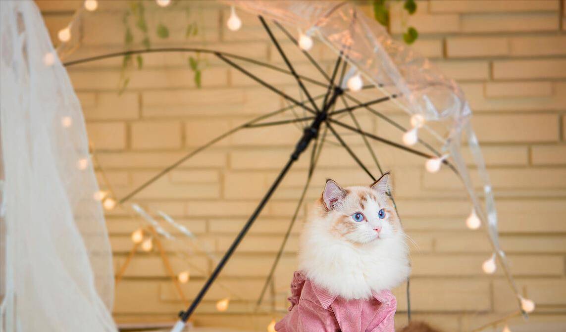 猫咪|养布偶猫的6大禁忌,不能犯,铲屎10年得出的经验