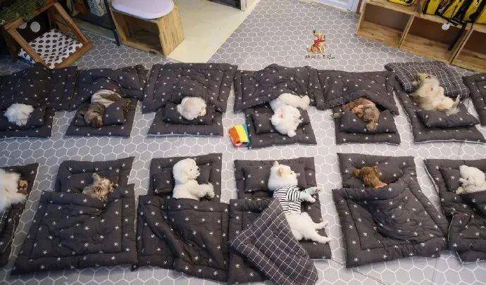 技能|上班族没时间照顾狗狗？狗狗也能上幼儿园啦