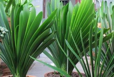 龟背竹怎样能长粗根 822831d101bc454c859effaa48e4ca35.jpeg