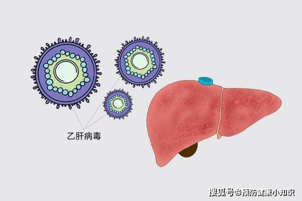 肉类|从乙肝到肝纤维化，一般要多久？医生给出养肝建议，不妨牢牢记住