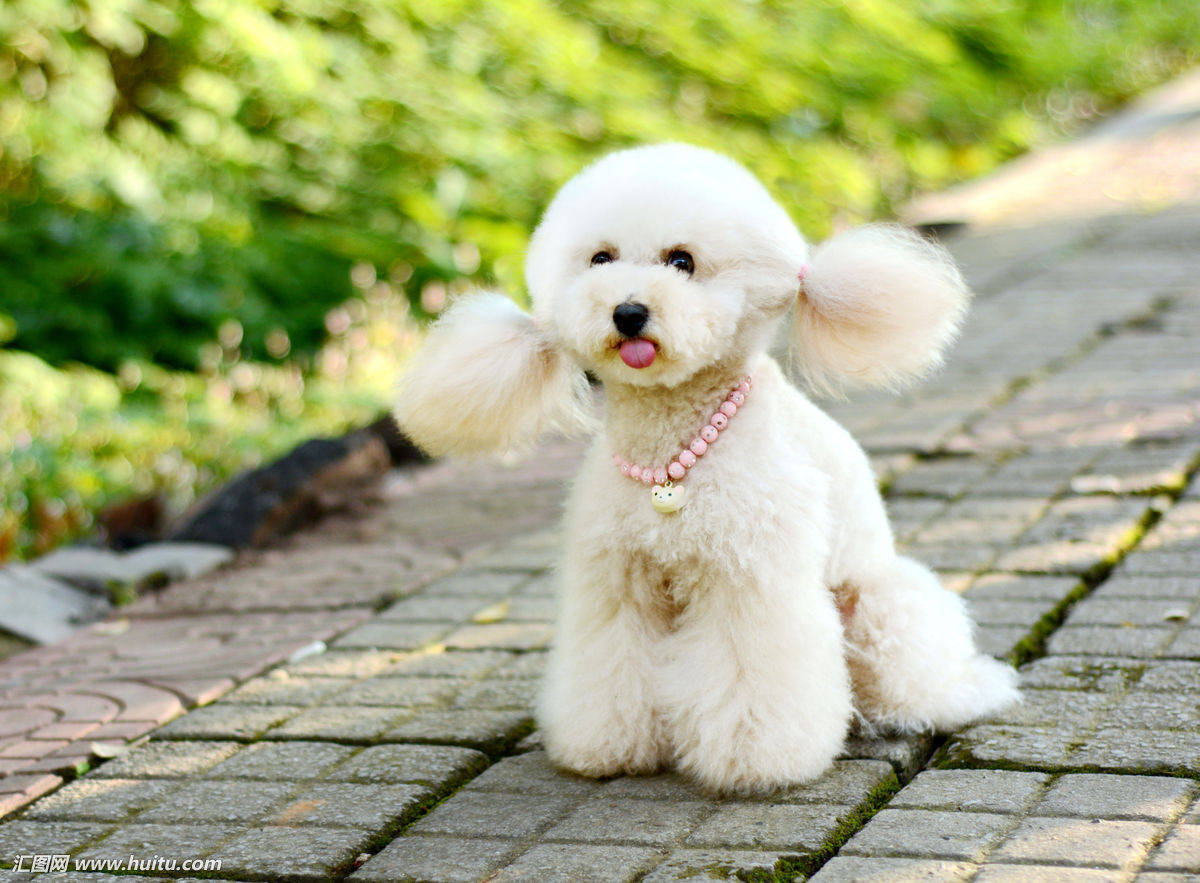 奖励|泰迪狗怎么训练?新手铲屎官必看