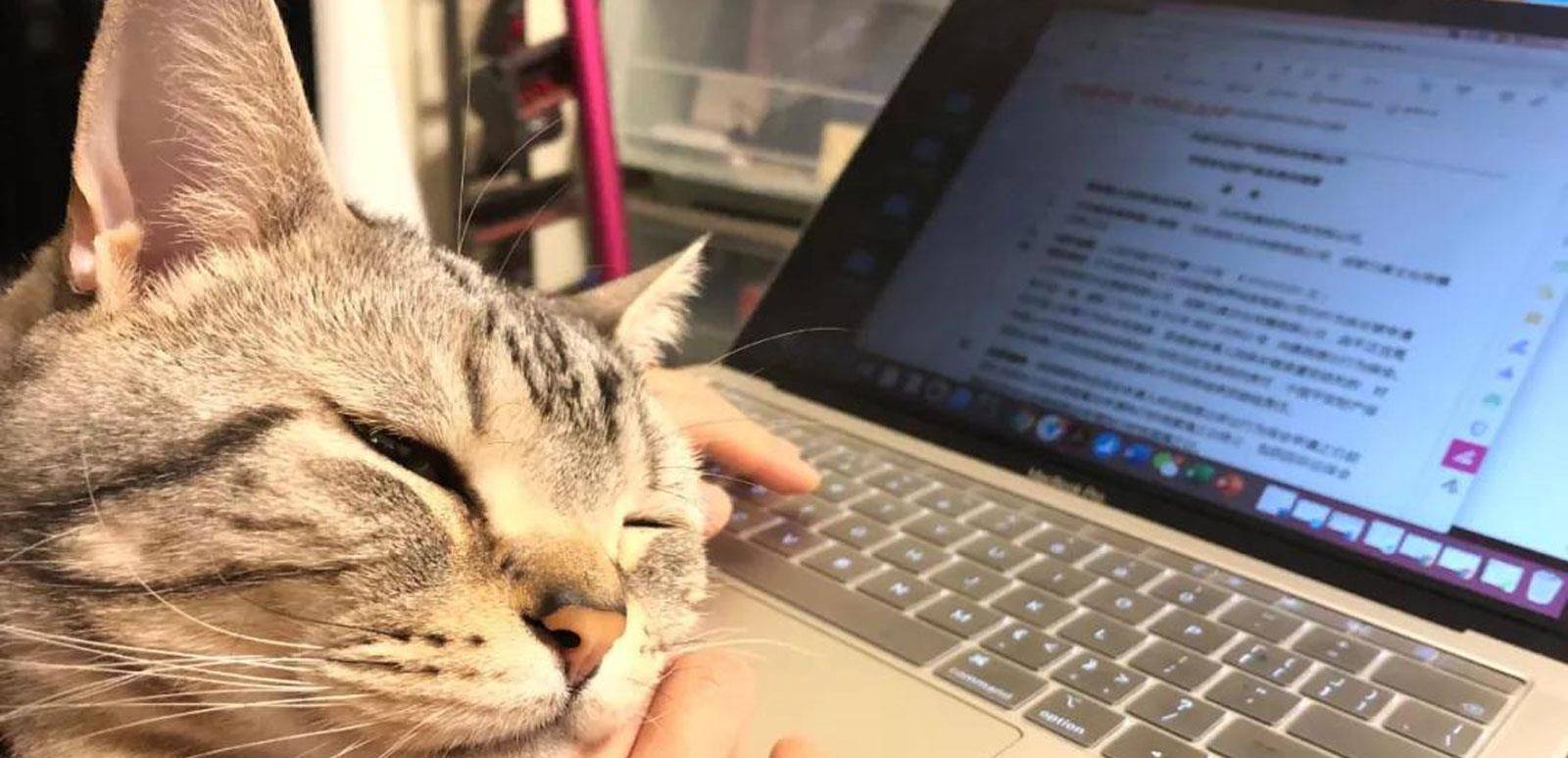 怎么看小猫有没有拉屎 e897c3c2da0a4b53b3af7bd3a3682fd6.jpeg