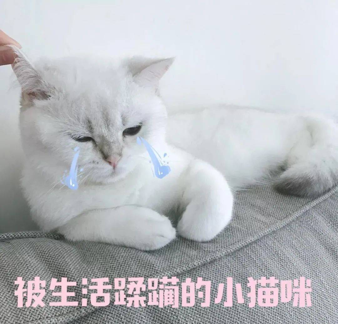 补充|猫咪喂食6大误区,家长早知道,猫咪少受罪!