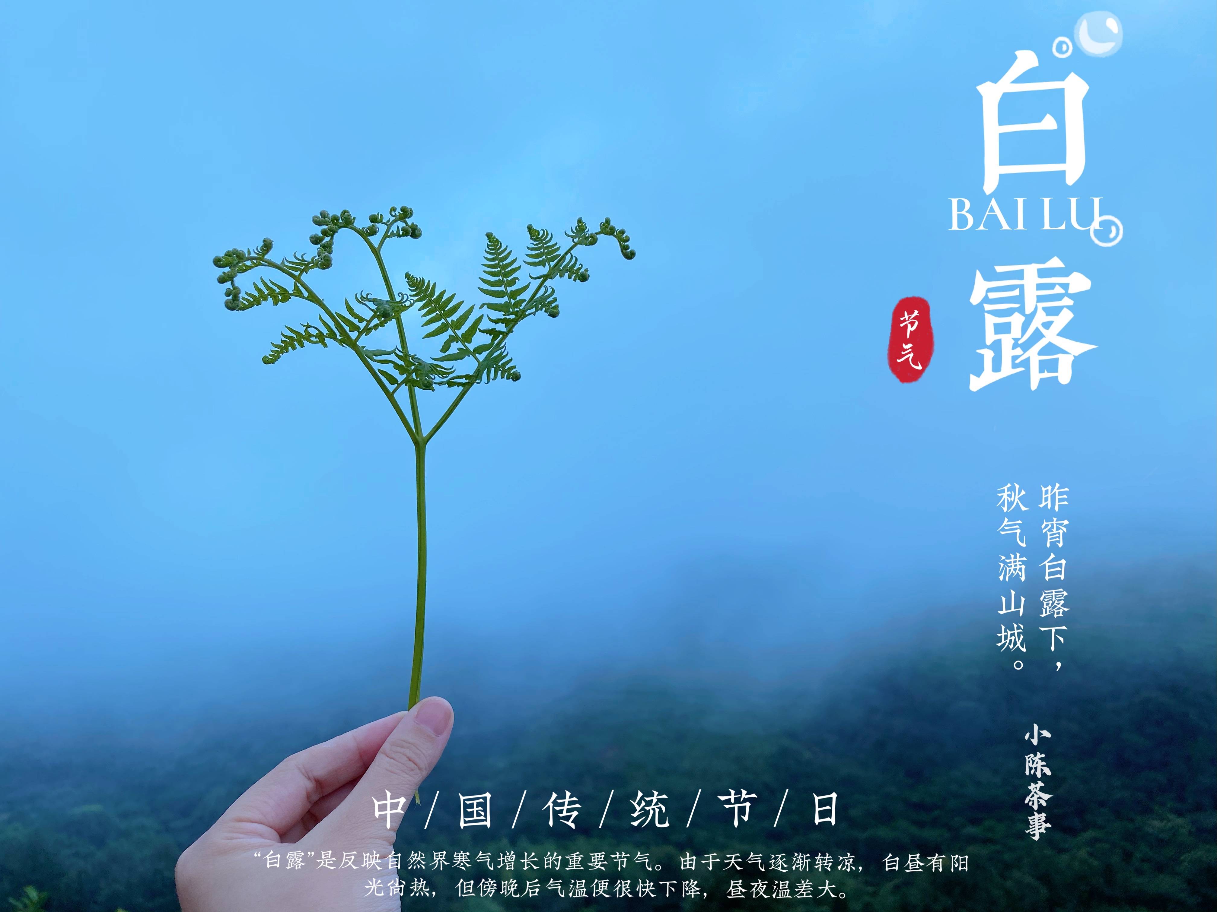 蒹葭苍苍曲谱_蒹葭苍苍图片