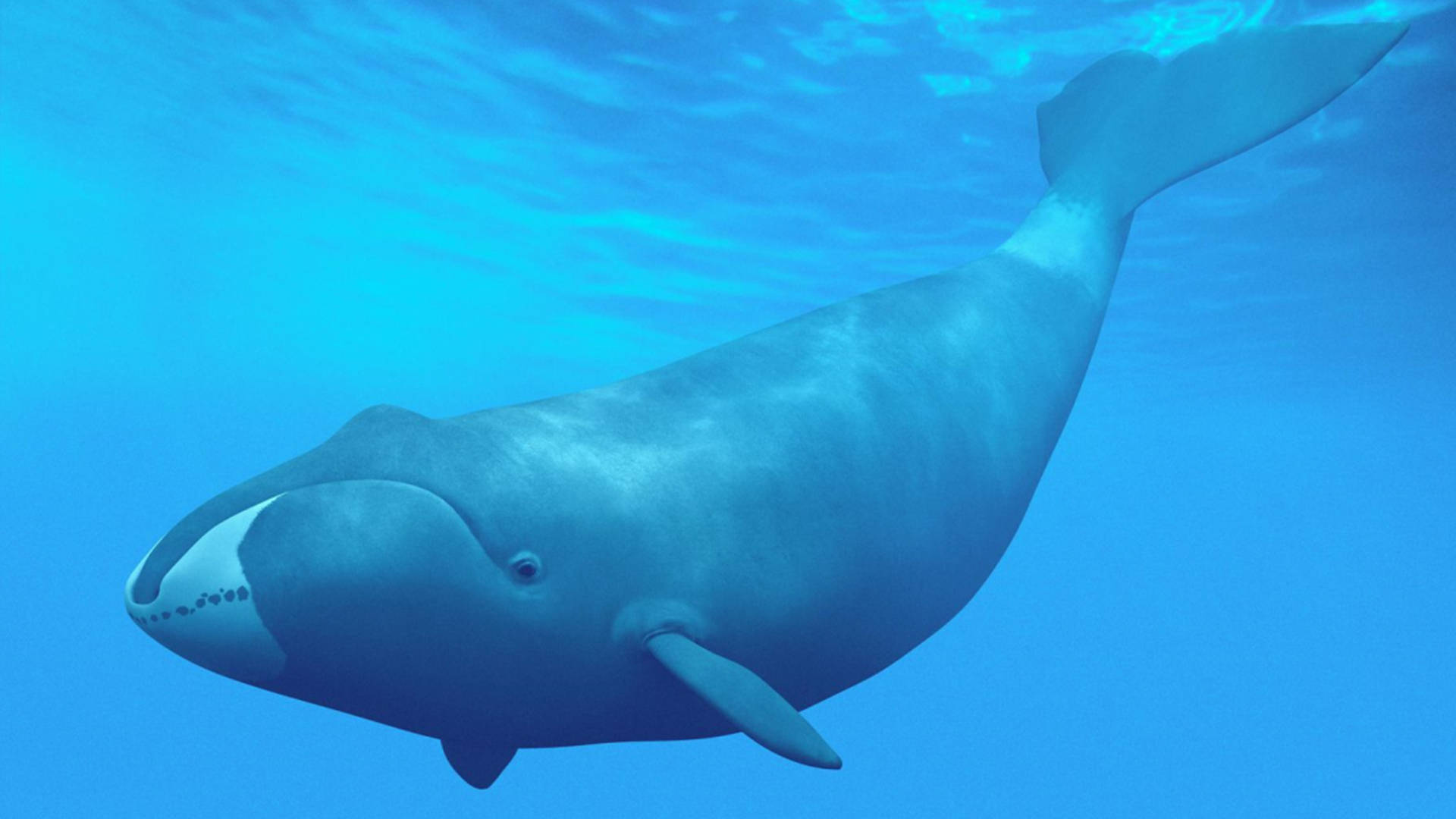 小须鲸 - 神秘的地球 科学|自然|地理|探索