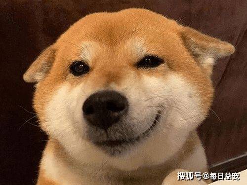 柴犬展现看家本领 萌萌哒匍匐前进 主人亲授教学妙招 Angy