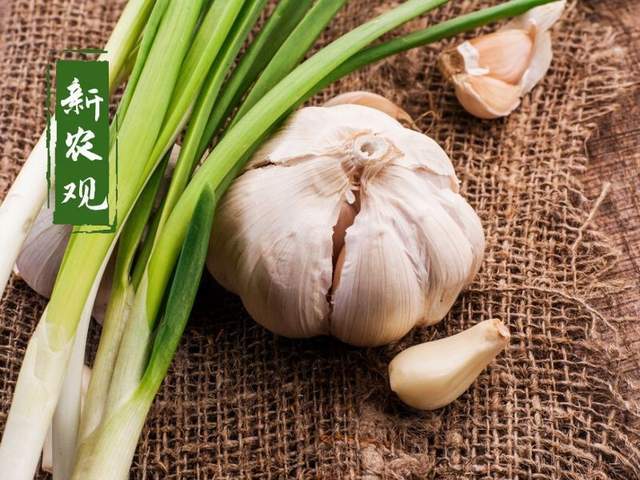 蒜什么时候开始从土中收蒜种回家 71fc858655b54c3790c6328c42c7ac97.jpeg