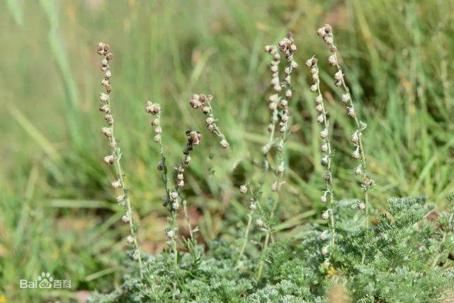 空气|这种病近期高发！医生提醒：吃抗生素不好使！