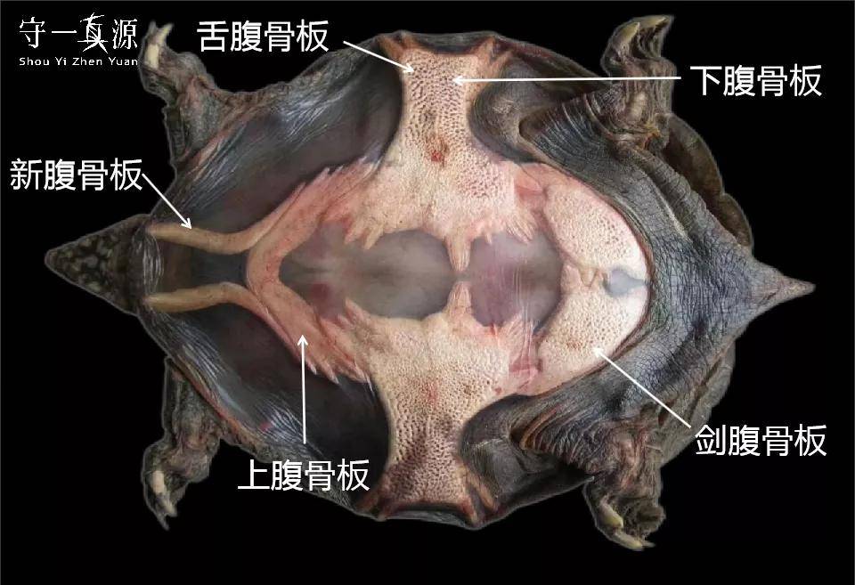 中药鉴定|什么！乌龟、草龟、鳖和甲鱼你还不会分？_龟甲