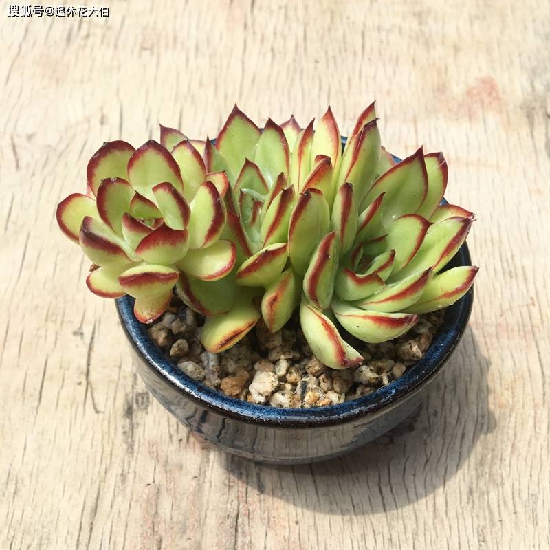 多肉叶插几天浇水合适呢 ef48bcf1b59d4d258d9bfad08fd11d45.jpeg