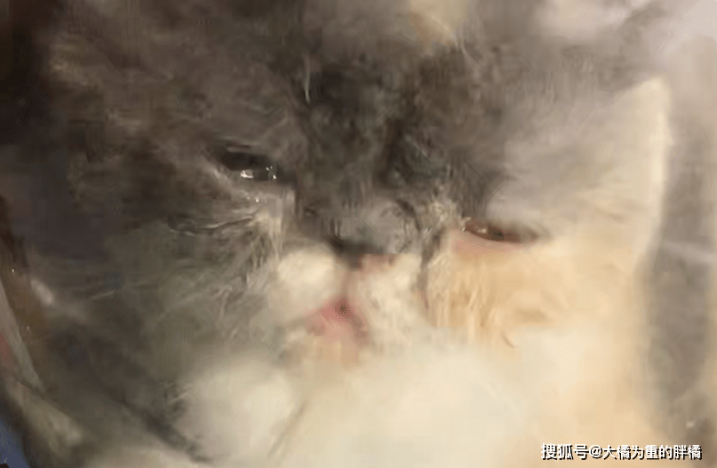 猫咪|加菲猫流落街头，曾遭熊孩子捉弄，又被流浪狗咬伤，可怜的毛孩子