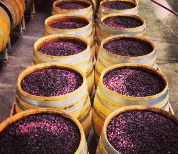 葡萄|别在喝自酿的葡萄酒了,专家发现里面有大量的大肠菌,吓死宝宝了