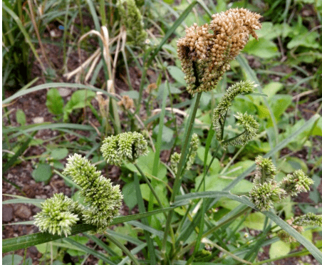 穇子是禾本科穇属的一年生草本植物,它的茎干直立,但是植株不高,一般