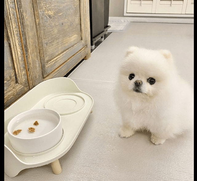 谎言|主人想骗狗狗喝水，把零食放在了水里，狗：就这小把戏想骗我？