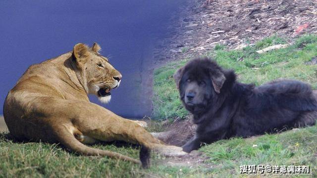 大型藏獒能打赢一只小型雌狮吗?网友的比喻很恰当了_狮子