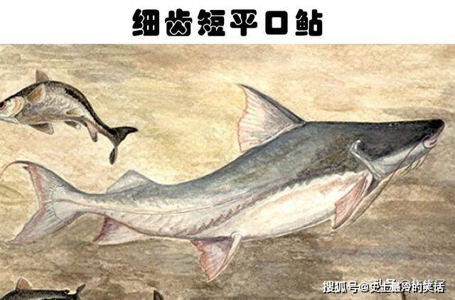 细齿短平口鲇是世界上最大的鲶鱼之一.