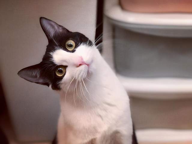 美国3种比狗狗还忠诚的家养猫,认准你就是一辈子,与人亲近招人喜欢