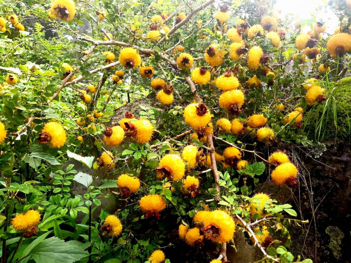 春归保健公司不断壮大安顺金刺梨产业全面推进乡村振兴