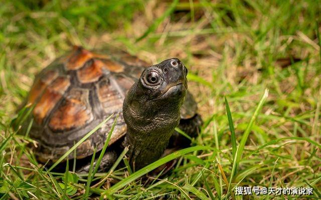 梦到大乌龟，探寻梦境背后的深层含义与启示