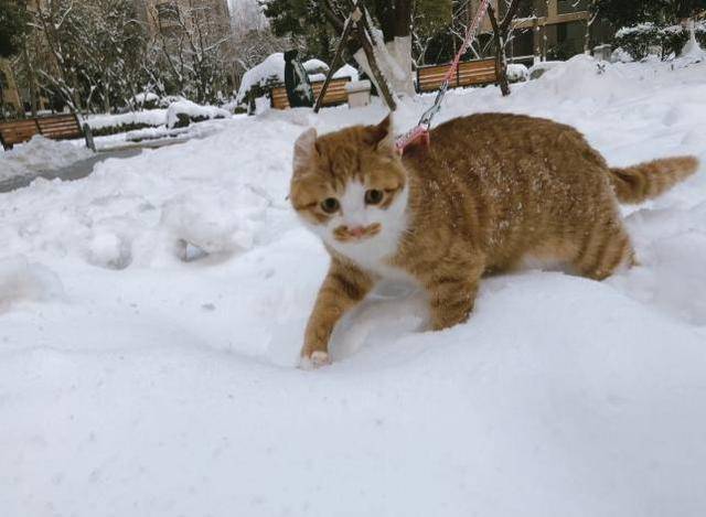 南方貓咪第一次看到雪，一臉的不知所措，路過的人一看都笑了！ 萌趣萌寵 第1张