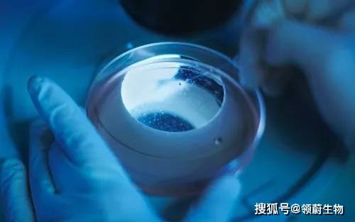 功能|干细胞是肺纤维化的“清道夫”，是肺损伤患者的福音