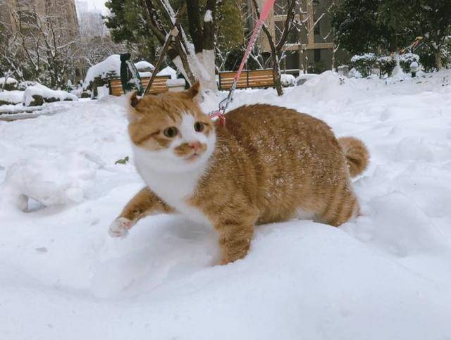 南方貓咪第一次看到雪，一臉的不知所措，路過的人一看都笑了！ 萌趣萌寵 第3张