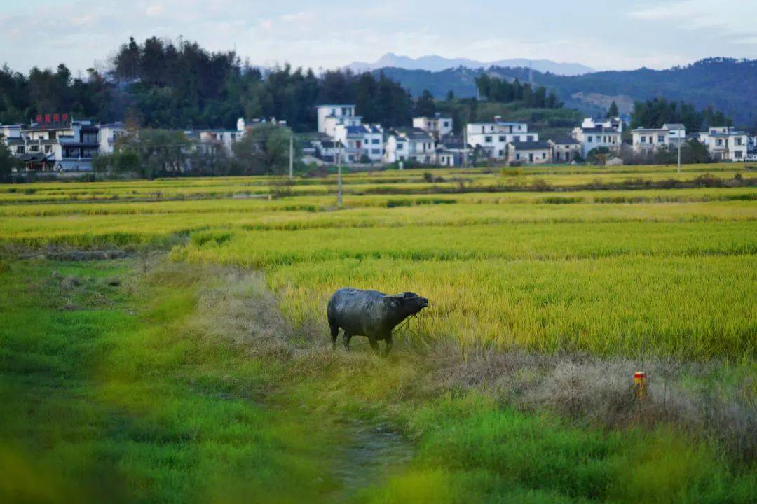 烟雨任|一座搬来的古村，20余栋几近坍塌的徽派民居，拼成了黟县画里乡村