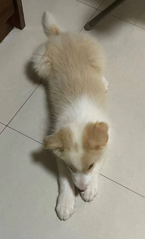 宠物榆林大四女生因“金边”牧羊犬“闹心”