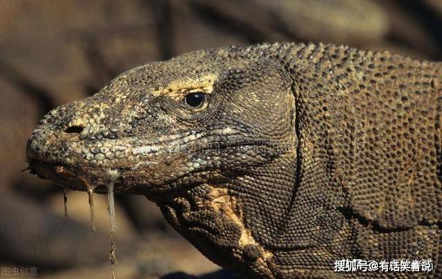 原创爬行动物的巅峰对决科莫多龙vs鳄鱼谁的实力更胜一筹