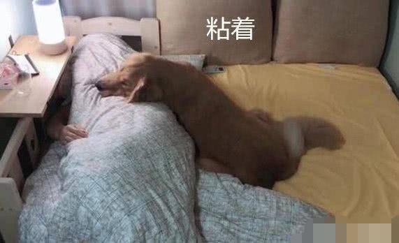 狗想和主人睡，卻因毛太厚被嫌棄，主人：你是狗皮膏藥嗎？ 萌趣萌寵 第3张
