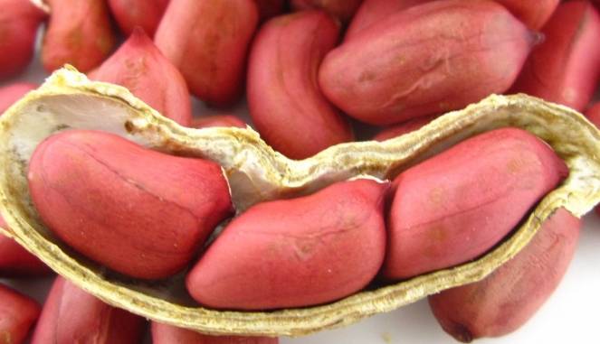 图片|经常把水煮花生当零食吃,竟有如此神奇的效果,早知早受益