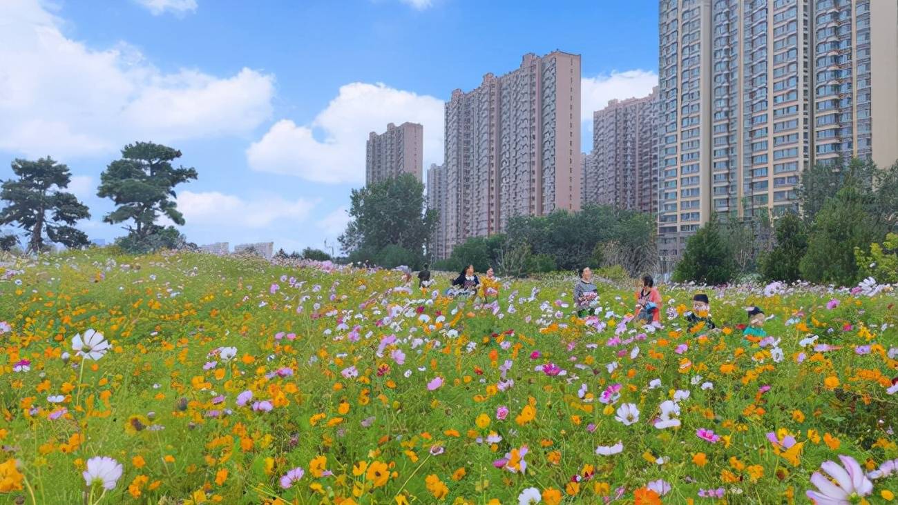 晋中市又添公园“打卡圣地”——花海美景