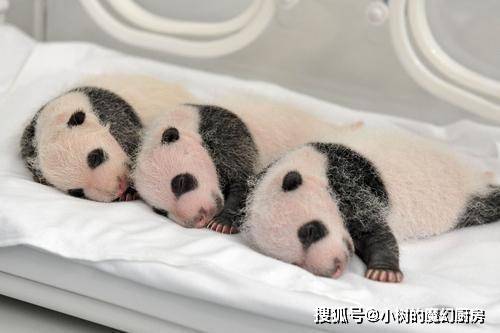 在出生6周左右,大熊猫幼崽会睁开眼睛 在出生7-8周开始长牙.