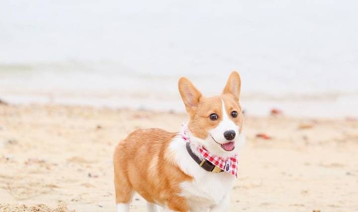 猎犬|为什么要给柯基做断尾？不只是为了好看，其实用心良苦操碎了心