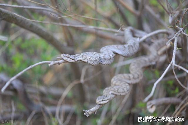 原创大连蛇岛上的20000条毒蛇这些毒蛇从何而来是否有天敌呢
