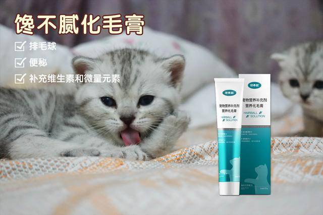 经济为什么养了狸花猫后，对其他猫就不感兴趣了？这几点让我爱了