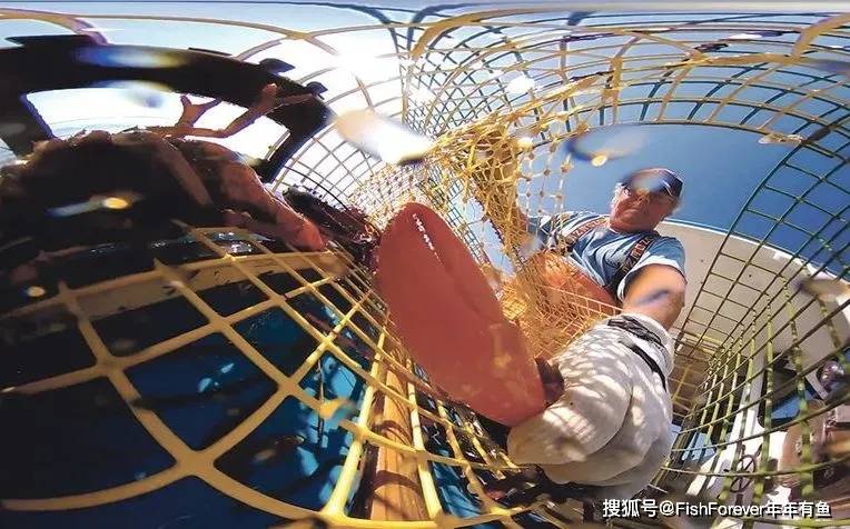 针对德尔塔病毒疫苗研究 年年有鱼i 供应下降 成本上升 未来几年全球波龙价格如何演绎 上海玩美信息网