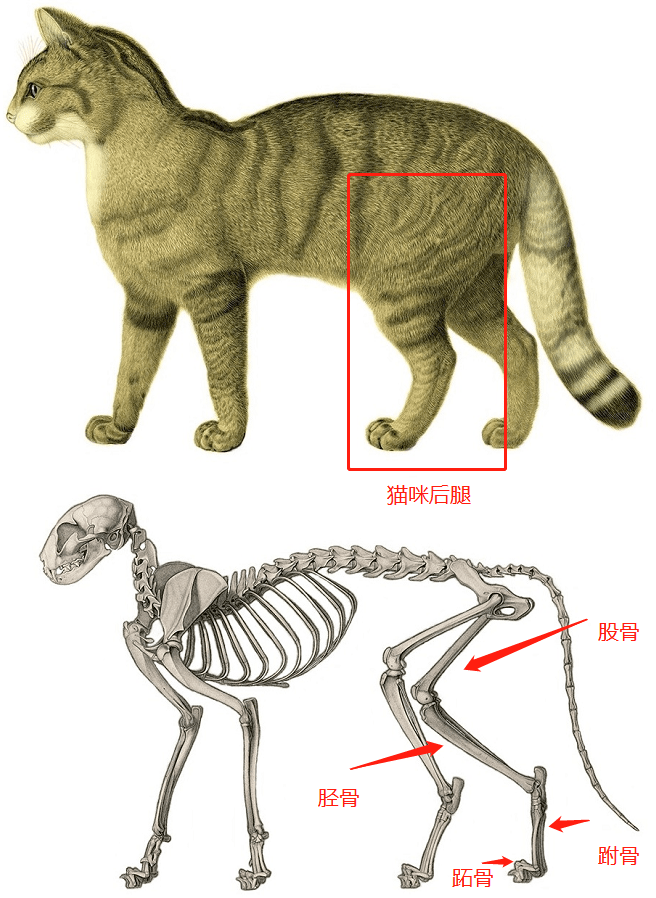 猫咪爪子骨骼图图片