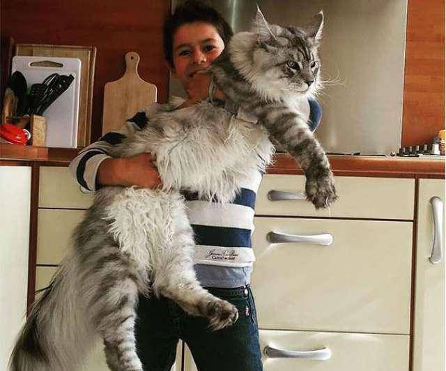 原创缅因猫身材魁梧声音却很稚嫩猫界小老虎你了解它吗