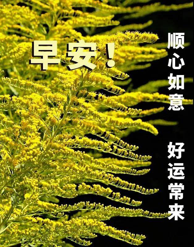 8張最新創意好看的清晨早上好圖片祝福語 2021不用打字聊天早上好祝福